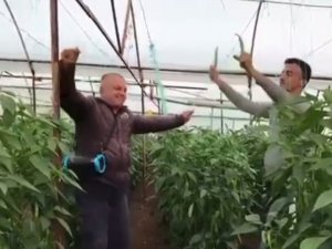 Yeşil Biber Fiyatındaki Artış Üreticiye Çiftetelli Oynattı