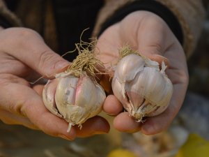 Sarımsak Alırken Dikkat