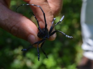 Turunçgil Uzun Antenli Böceği Trabzon’da Tarım Arazilerini Tehdit Etmeye Devam Ediyor