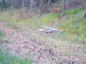 Fotokapana Takılan Belgesellik Görüntüler