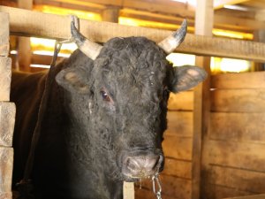 Artvin’de 200 Yıllık Gelenek Yok Olma Tehlikesiyle Karşı Karşıya