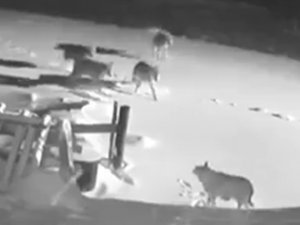 Köye İnen Kurt Sürüsü, 2 Köpeği Telef Etti