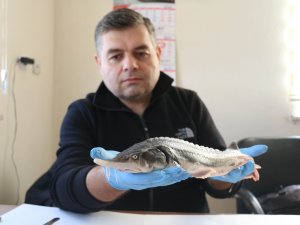 Havyarı 85 Bin Tl Olan Mersin Balğı Fırat’ta Yetiştirilecek