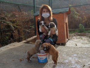 Giresun’da Çevre, Doğa Ve Hayvanları Koruma Polislik Uygulaması Hizmette