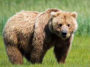 Ayı vurana 27 bin 777 TL, bıldırcın vurana ise 607 TL ceza