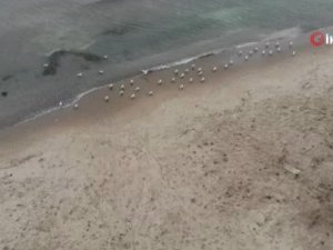 Dondurucu Havada Avcılar Sahili Martılara Kaldı