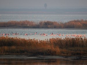 Doğa Harikası Lagün, Hem Flamingoları Hem De Fotoğrafseverleri Ağırlıyor