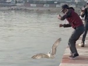 Oltasına Martı Takıldı, Ne Yapacağını Şaşırdı