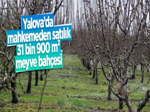 Yalova'da mahkemeden satılık 31900 m² meyve bahçesi