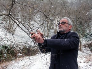 Kar Yağışı Fındık Üreticisini Sevindirdi