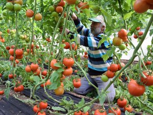 Tarla İle Market Arasındaki Fiyat Farkı Üreticiyi Çileden Çıkardı