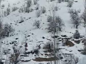 Çukurca’da Yabani Domuz Sürüsü Görüntülendi