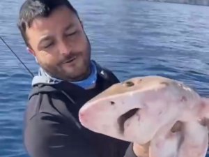 Balıkçıların Oltasına 1,5 Metrelik Köpek Balığı Takıldı