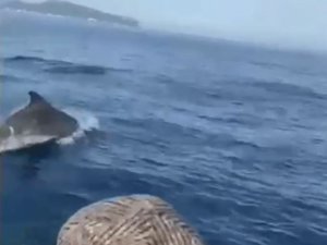 Antalya’da Yunuslar Tekneyle Yarıştı, Balıkçılar Şaştı Kaldı