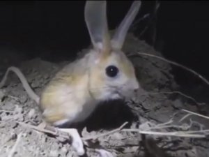 Gördükleri Hayvanı ’Pikachu’ Sandılar, Gerçek Bambaşka Çıktı