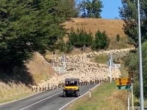 Yeni Zelanda’da 3 Bin Kuzu Köprüyü Trafiğe Kapattı