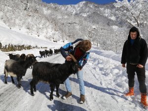 Artvin’de Besicilerin Zorlu Kış Şartlarıyla Mücadelesi