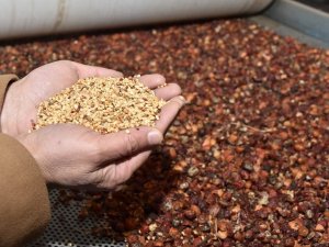 Çöpe Atılan Veya Balıklara Yem Olan Kuşburnu Çekirdeği Şimdilerde Kozmetik Sektöründe Kullanılmaya Başlandı