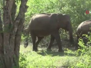 Sri Lankalı Yetkililer Bu Yıl Ülke Genelinde Fil Sayımı Yapacak