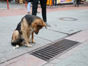 Fenomen Köpek Mazgal Nöbetine Ara Verince Esnaf Meraklandı