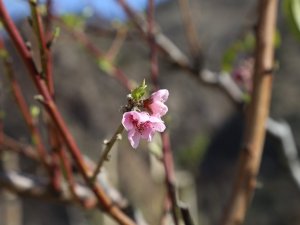 Artvin’de Baharın Habercisi Çiçekler Erken Açtı