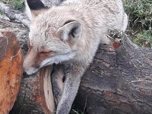 Tavuklarını Yiyen Yaralı Tilkiyi Öldürmek Yerine Milli Parklar’a Teslim Etti
