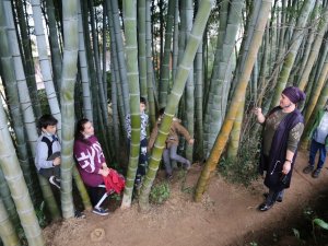 Dedesi Gürcistan’dan 25 Yıl Önce Getirdiği 4 Bambu Fidanını Evinin Bahçesine Dikti, İlgi Odağı Oldu