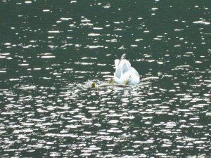 Yabani Kuşlar İçin Doğaya Yem Bırakıldı