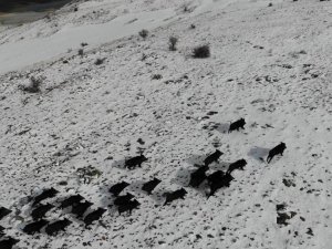 Prof. Dr. Şağdan Başkaya: “Artan Yaban Domuzları İçin Bilimsel Avlanma Planları Yapılmalı”