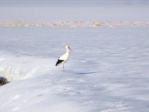 Kara Kışa Rağmen Ovayı Terk Etmeyen Leylek Şaşırttı