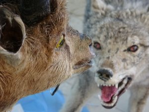 Nesli Tehlikede Olan Yaban Hayvanları Tahnitle Gelecek Nesillere Aktarılacak
