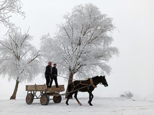 Kırağı Tutan Ağaçlar Kartpostallık Görüntüler Oluşturdu