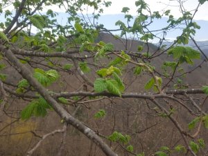 Fındık Üretcilerine Bir Don Uyarısı Da Ziraat Odaları’ndan