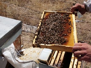 Toplu Arı Ölümlerinin Sebebi Bulundu