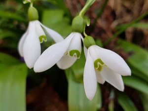 Karadeniz’de Yetişen Kardelen Çiçeğinin Nesli Tükenme Tehlikesiyle Karşı Karşıya