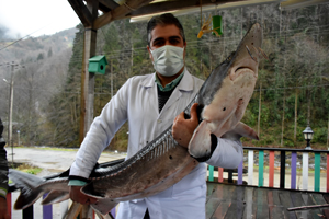 Mersin Balığına Trabzon Su Ürünleri Merkez Araştırma Enstitüsünden Koruma