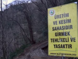 Köylü Ormanına Sahip Çıktı, Usulsüz Kesim Durduruldu