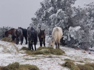 Eksi 8 Derecede Spil Dağı’nda Yaban Hayatı Unutulmadı