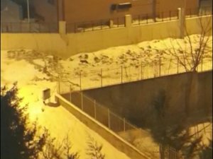 Tekirdağ’da Aç Kalan Tilkiler Şehre İndi