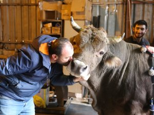 Tamirhanede Beslediği 900 Kiloluk Boğasını 8 Yıldır Bir An Olsun Yanından Ayırmıyor