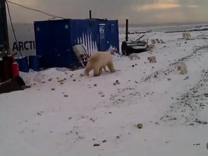 Rusya’da Şantiyelere İnen Kutup Ayıları Paniğe Neden Oldu