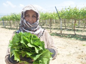 Manisa’nın Asma Yaprağı İçin ‘Coğrafi İşaret’ Tescil Çalışmaları Başladı