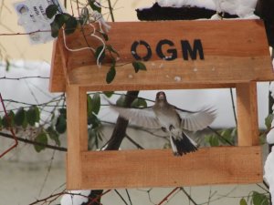 Artvin’de Zorlu Kış Şartlarında Kuşlar İçin Aş Evi Yapıldı