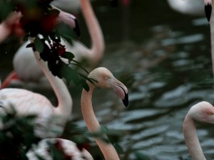 Flamingo Ailesine 12 Yeni Üye