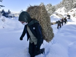 Gümüşhane’de Yaban Hayvanları Aç Bırakılmıyor
