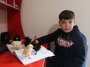11 Yaşındaki Yusuf Kendi Yaptığı Kuluçkayla Civciv Üretiyor