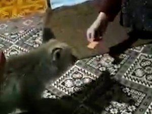 Aç Kalınca Köye Dadanan Tilki Evlere Kadar Girip, İkram Edilen Yiyecekleri Yiyor