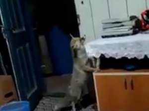 Aç Kalınca Köye Dadanan Tilki Evlere Kadar Girip, İkram Edilen Yiyecekleri Yiyor