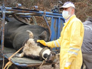Tonluk Boğalarla Bebek Gibi İlgileniyorlar