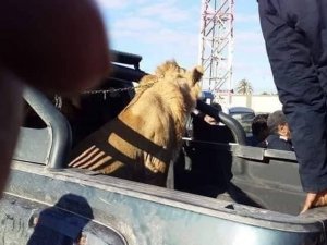 Libya’da Sokakta Dolaşan Aslan Paniğe Neden Oldu